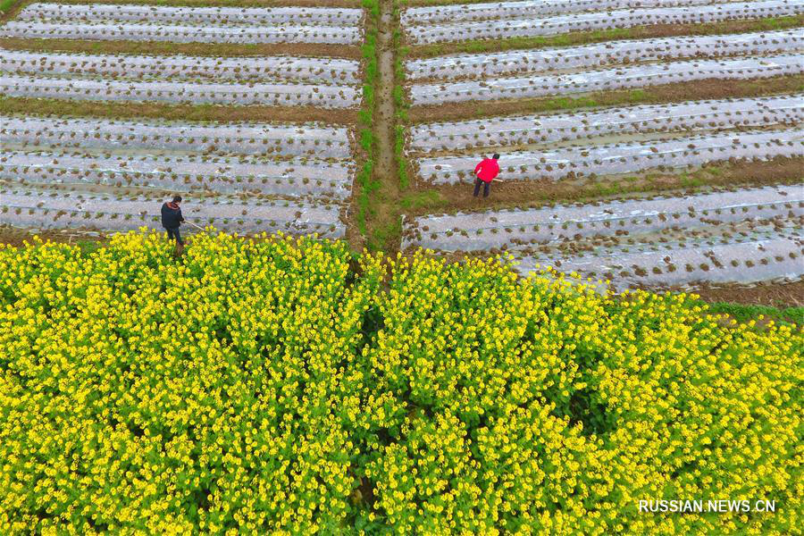 Весенние хлопоты китайских фермеров