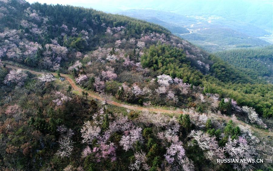 На днях на склонах гор в уезде Чунъян /провинция Хубэй, Центральный Китай/ зацвели тысячи диких вишневых деревьев.