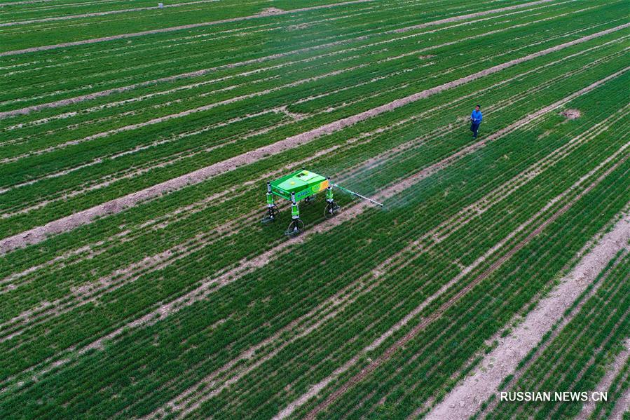 Техника будущего помогает фермерам в провинции Шаньдун
