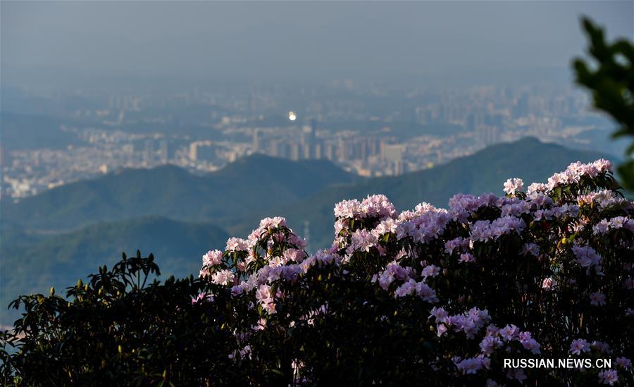 На днях на горе Утун в Шэньчжэне /провинция Гуандун, Южный Китай/ расцвели рододендроны. 