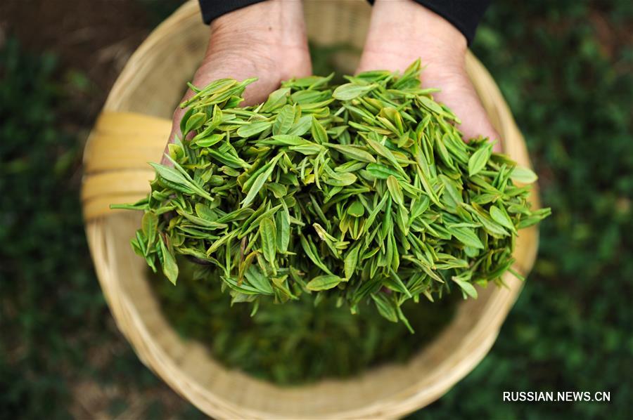 Сбор весеннего чая в провинции Гуйчжоу на юго-западе Китая