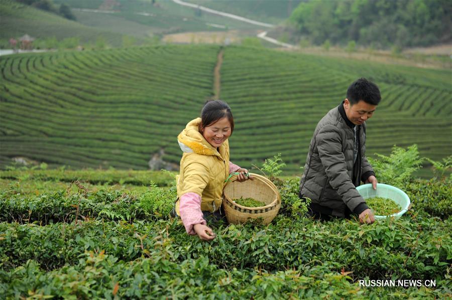 Сбор весеннего чая в провинции Гуйчжоу на юго-западе Китая