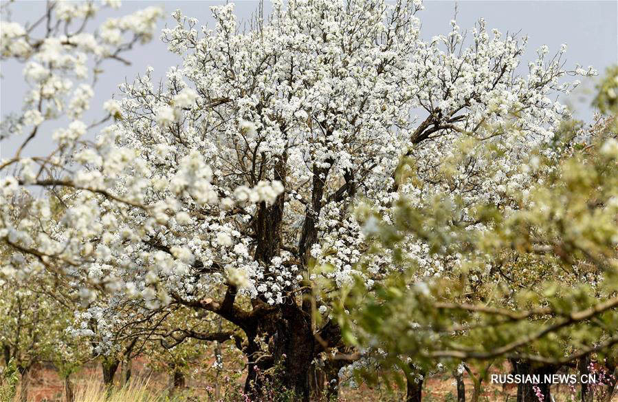 В провинции Юньнань зацвели грушевые деревья