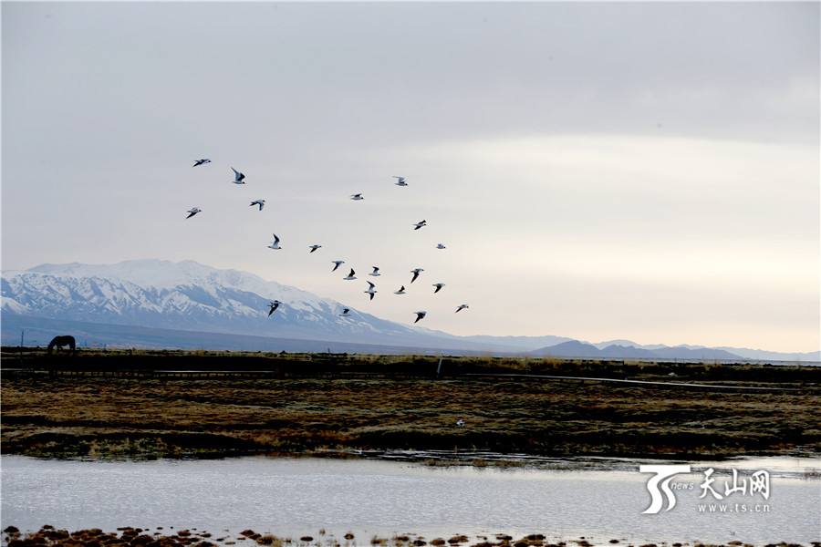 Водно-болотные угодья Гаоцзяху уезда Баркуль становятся раем для птиц
