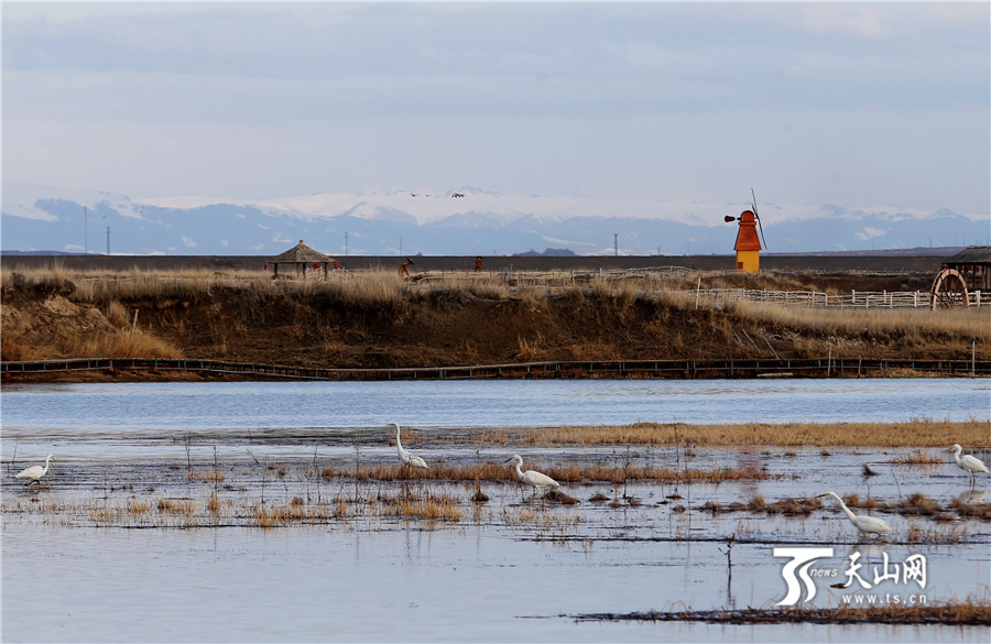 Водно-болотные угодья Гаоцзяху уезда Баркуль становятся раем для птиц