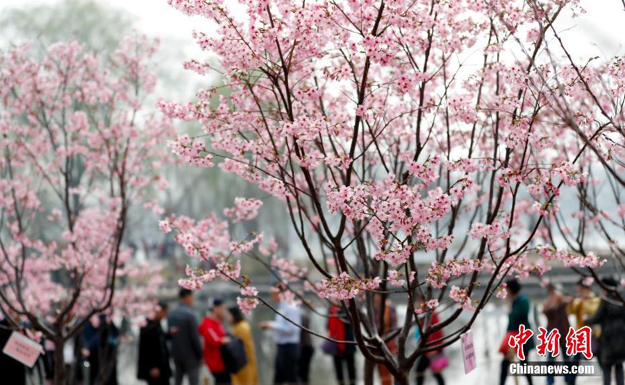  Цветущая сакура в парке Юйюаньтань в Пекине привлекает туристов