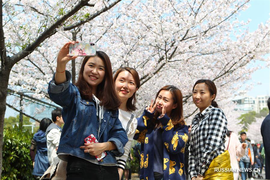 Цветущие вишневые деревья в Шанхае