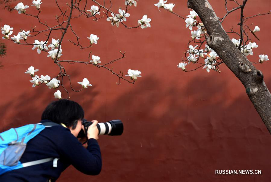Очарование цветущего Пекина
