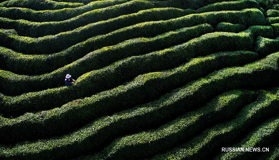 Чайные плантации в провинции Шэньси