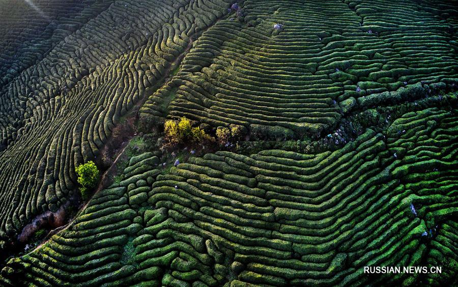 Чайные плантации в провинции Шэньси