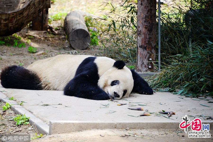 На фото: 9 апреля, в зоопарке Пекина, несколько больших панд сладко спят после обеда. В павильоне больших панд в зоопарке Пекина эти животные если не кушают, то спят. Позы, которые они принимают во сне, очень милые и вызывают всеобщее веселье людей.