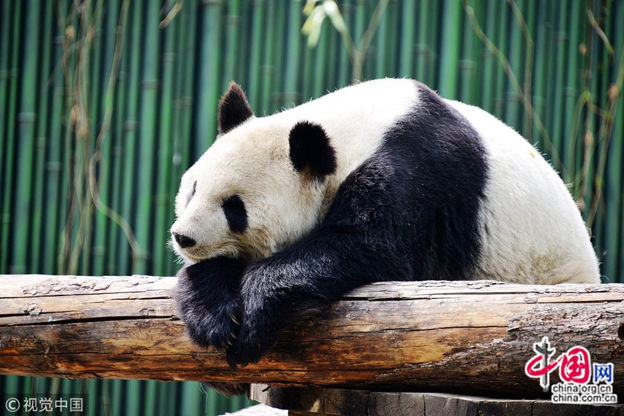 На фото: 9 апреля, в зоопарке Пекина, несколько больших панд сладко спят после обеда. В павильоне больших панд в зоопарке Пекина эти животные если не кушают, то спят. Позы, которые они принимают во сне, очень милые и вызывают всеобщее веселье людей.