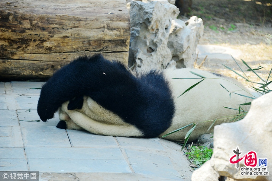 На фото: 9 апреля, в зоопарке Пекина, несколько больших панд сладко спят после обеда. В павильоне больших панд в зоопарке Пекина эти животные если не кушают, то спят. Позы, которые они принимают во сне, очень милые и вызывают всеобщее веселье людей.