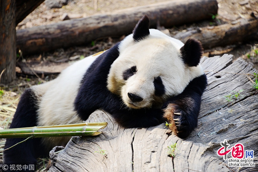 На фото: 9 апреля, в зоопарке Пекина, несколько больших панд сладко спят после обеда. В павильоне больших панд в зоопарке Пекина эти животные если не кушают, то спят. Позы, которые они принимают во сне, очень милые и вызывают всеобщее веселье людей.