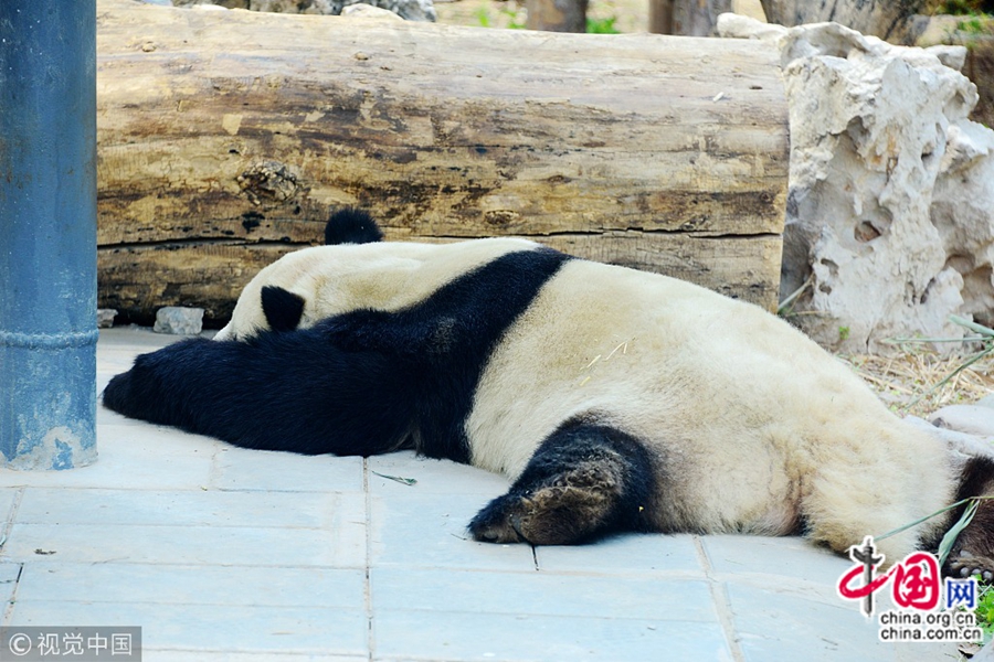 На фото: 9 апреля, в зоопарке Пекина, несколько больших панд сладко спят после обеда. В павильоне больших панд в зоопарке Пекина эти животные если не кушают, то спят. Позы, которые они принимают во сне, очень милые и вызывают всеобщее веселье людей.