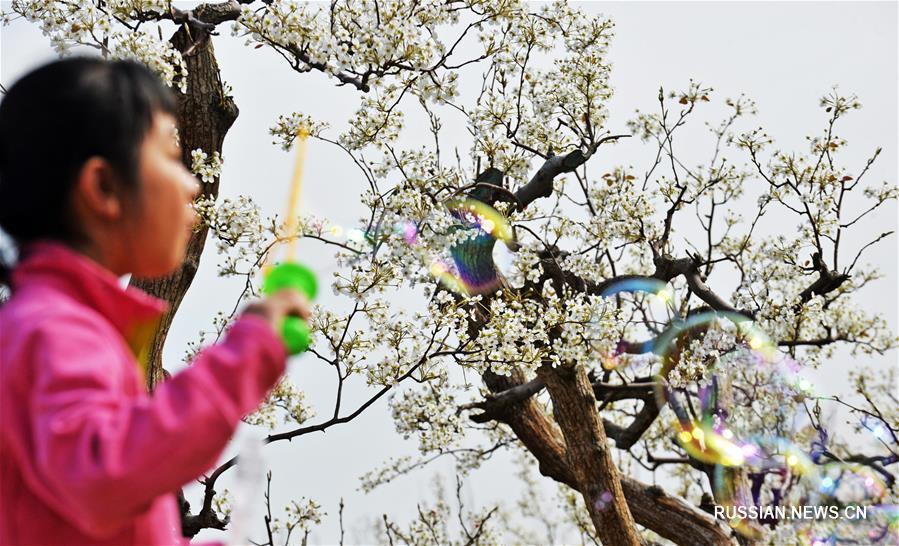 Нанькайский университет устроил 2-е "Весеннее собрание в грушевом саду"