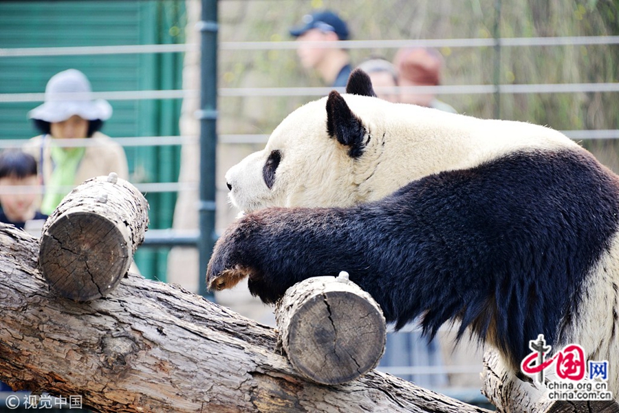 На фото: 9 апреля, в зоопарке Пекина, несколько больших панд сладко спят после обеда. В павильоне больших панд в зоопарке Пекина эти животные если не кушают, то спят. Позы, которые они принимают во сне, очень милые и вызывают всеобщее веселье людей.