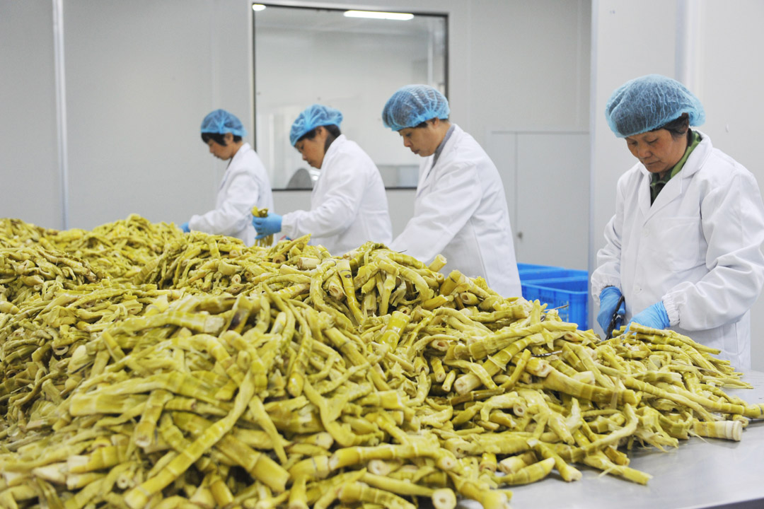 Производство лакомства из ростков бамбука в Ханчжоу