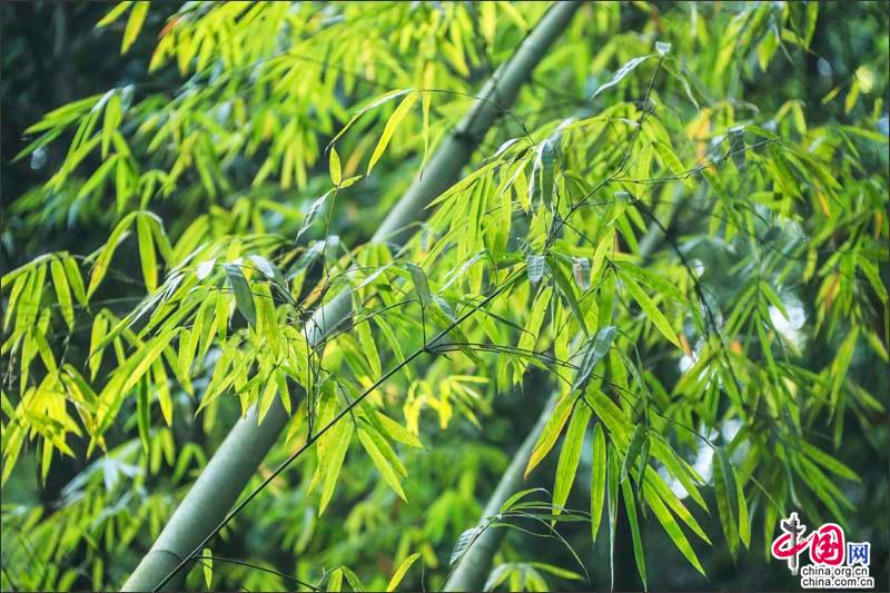 Сказочные пейзажи в горах Эмэйшань