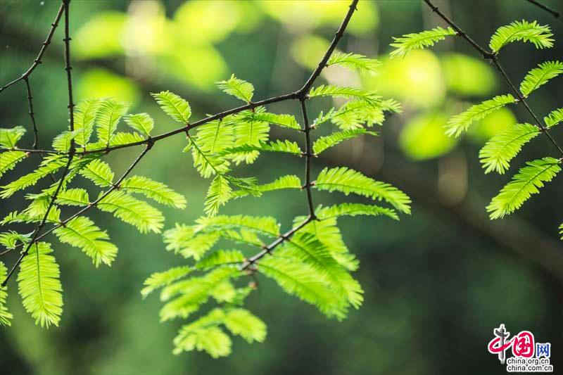 Сказочные пейзажи в горах Эмэйшань