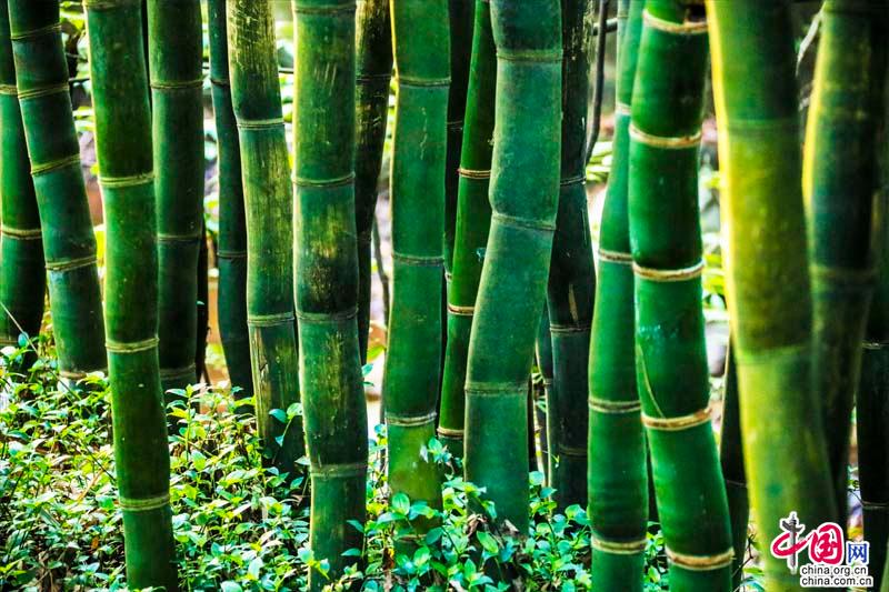 Сказочные пейзажи в горах Эмэйшань