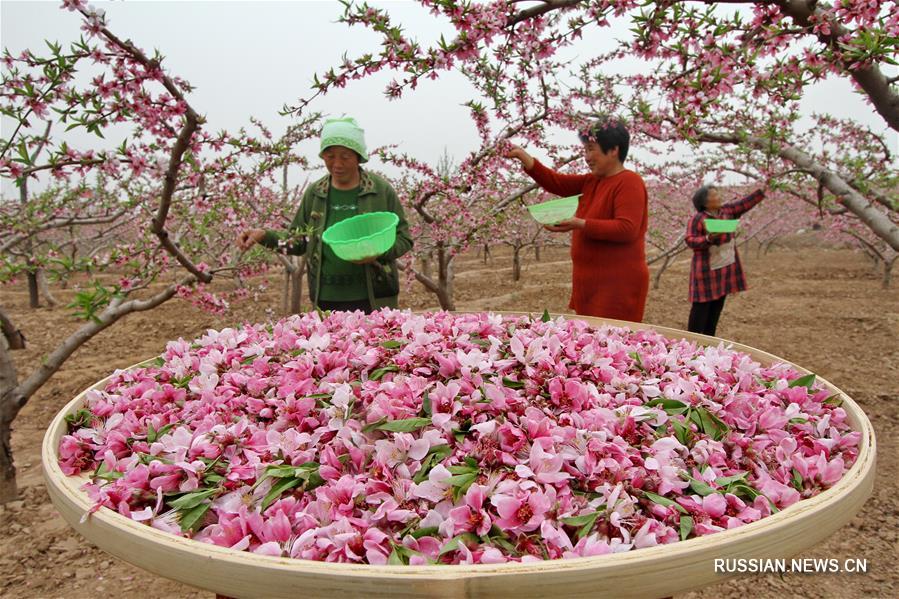 "Экономика персиковых цветов" как метод борьбы с бедностью в уезде Вэйсянь