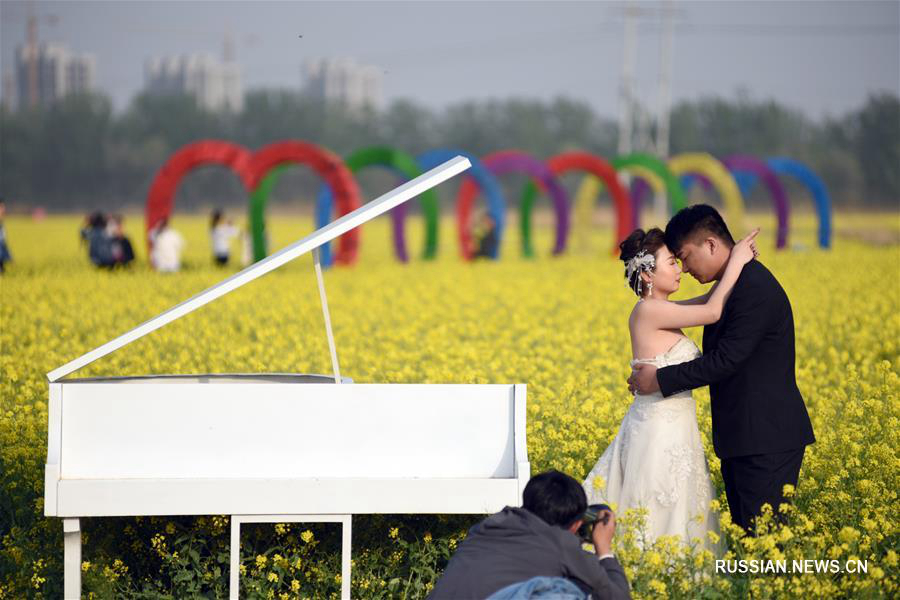 Поля цветущего рапса в провинции Хэбэй