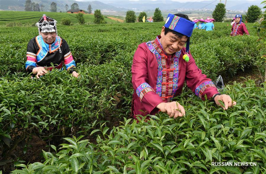 Производство чая и чайный туризм помогают избавиться от бедности на севере провинции Фуцзянь