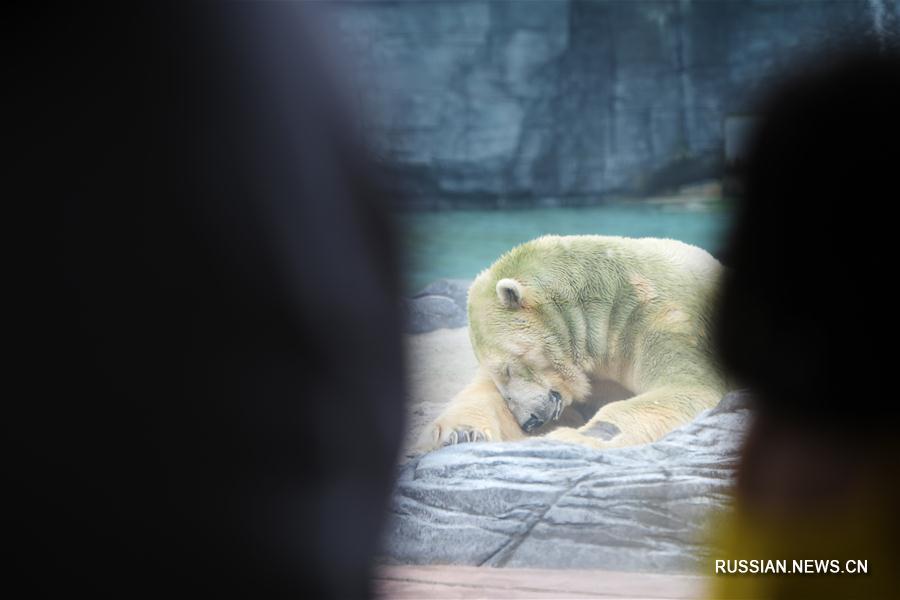 Первый в мире белый медведь, родившийся в тропиках, умер в среду в зоопарке Сингапура. Знаменитому медведю по кличке Инука, прожившему уже 27 лет /более 70 лет по человеческим меркам/ была произведена эвтаназия из-за серьезного ухудшения состояния здоровья.