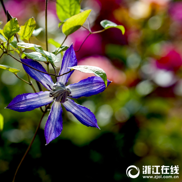 Очаровательные пейзажи ботанического сада в районе Чжэньхай (г. Нинбо, пров. Чжэцзян）