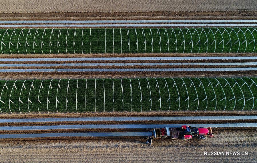 Поздней весной крестьяне уезда Лаотин провинции Хэбэй /Северный Китай/ заняты севом и другими сезонными полевыми работами. 