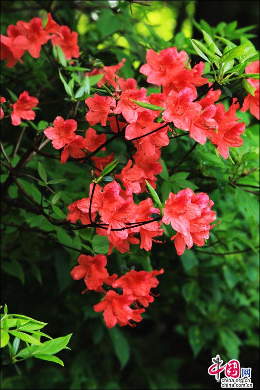 Красивые пейзажи в горах Хуаншань