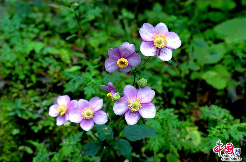 Заповедник Шуймогоу в г. Гуанъюань
