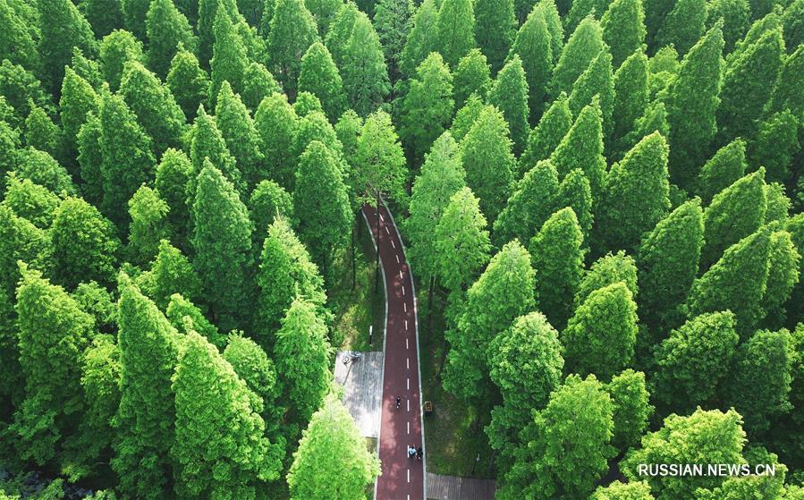 На фото -- яркое зеленое убранство национального лесного парка "Хуанхай" в городском уезде Дунтай провинции Цзянсу /Восточный Китай/.  