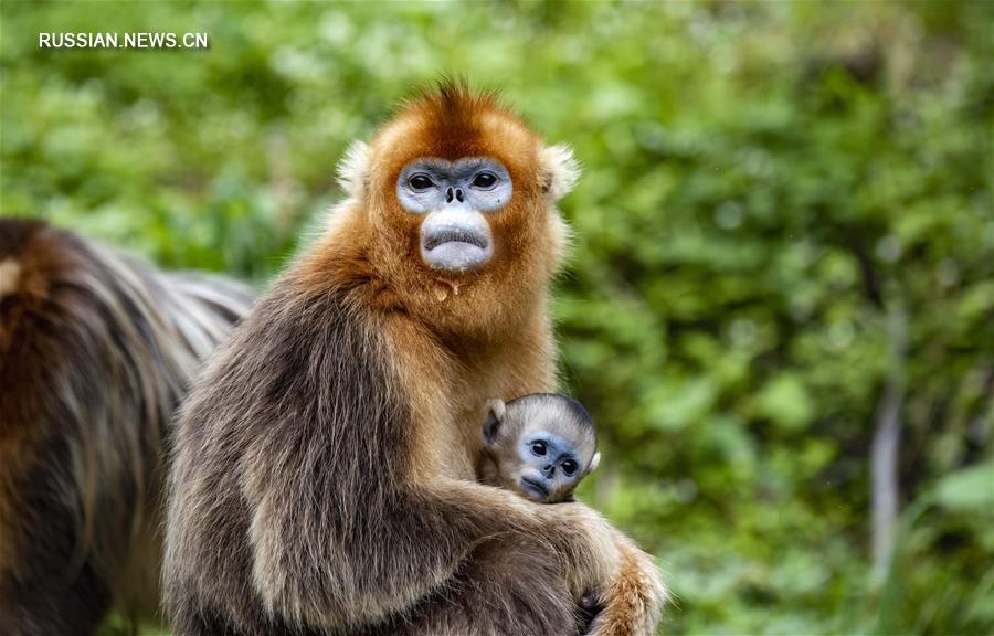 В результате многолетних усилий зоологов и улучшения экологической обстановки удалось добиться успехов в охране золотистых обезьян, обитающих в лесном районе Шэньнунцзя провинции Хубэй /Центральный Китай/. 