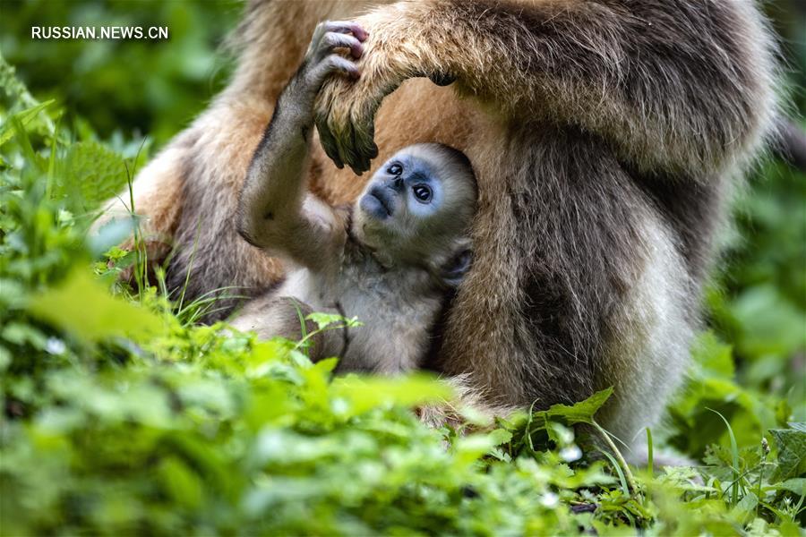 В результате многолетних усилий зоологов и улучшения экологической обстановки удалось добиться успехов в охране золотистых обезьян, обитающих в лесном районе Шэньнунцзя провинции Хубэй /Центральный Китай/. 