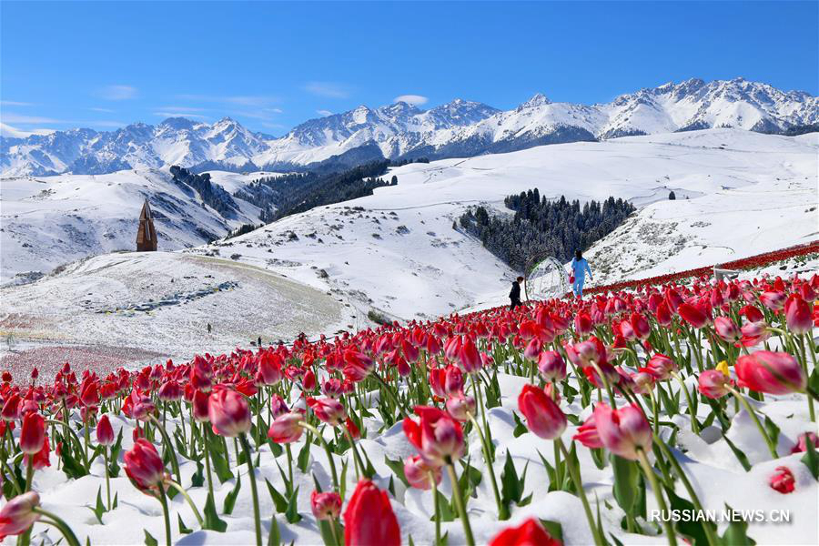 Тюльпаны и снег в ландшафтном парке "Джанбулак"