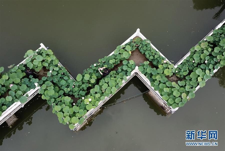 Очаровательные лотосы на озере парка Баохэ ( г.Хэфэй, пров. Аньхой)
