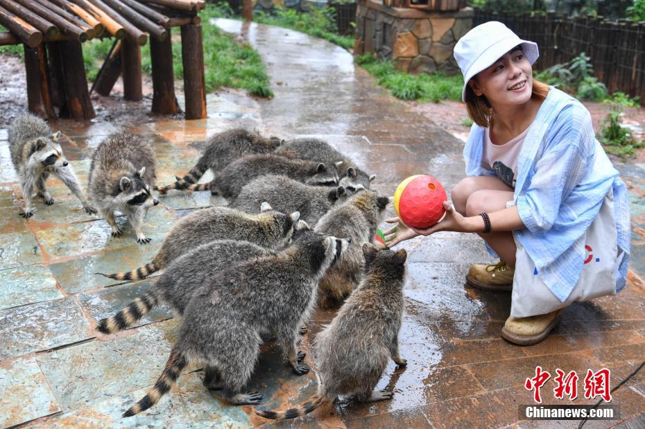Праздник Дуаньу для енотов в зоопарке Юньнань