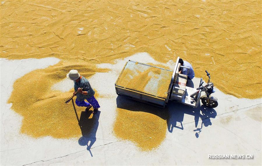 Фермеры сушат пшеницу в провинции Хэбэй