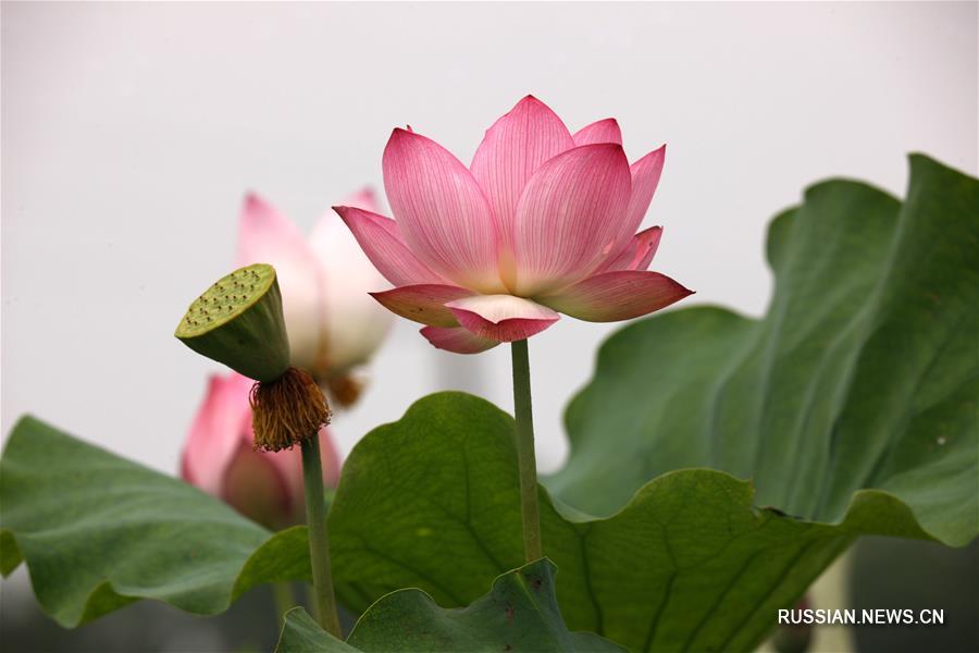  Близится сезон "сячжи", или "летнее солнцестояние", по китайскому сельскохозяйственному календарю. В эту пору в Китае начинают цвести лотосы, добавляя поэтической романтики жарким летним дням. 