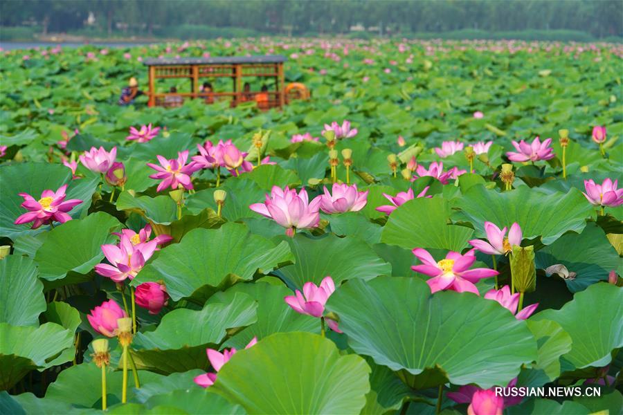 На фото -- летнее цветение лотосов в парке "Бэйхэ" уезда Луаньнань провинции Хэбэй /Северный Китай/. 