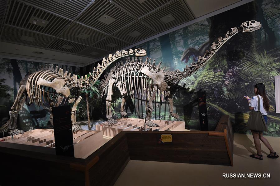 В экспозиции представлены привезенные из Цзыгунского музея динозавров /провинция Сычуань, Юго-Западный Китай/ порядка 50 больших скелетов динозавров и других животных, зубы и яйца динозавров, окаменелые образцы флоры и фауны, муляжи динозавров. 