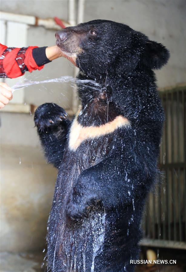 В жаркие летние дни сотрудники китайских зоопарков придумывают различные способы, чтобы уберечь питомцев от перегрева и созать для них максимально комфортные условия. 