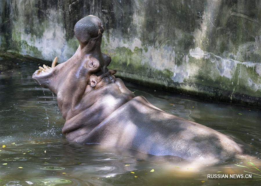В жаркие летние дни сотрудники китайских зоопарков придумывают различные способы, чтобы уберечь питомцев от перегрева и созать для них максимально комфортные условия. 