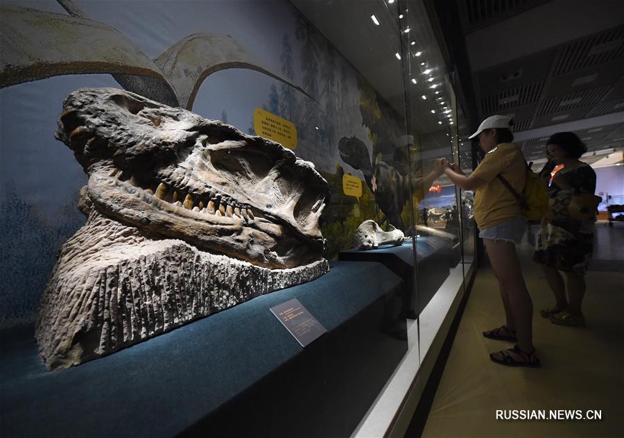 В экспозиции представлены привезенные из Цзыгунского музея динозавров /провинция Сычуань, Юго-Западный Китай/ порядка 50 больших скелетов динозавров и других животных, зубы и яйца динозавров, окаменелые образцы флоры и фауны, муляжи динозавров. 