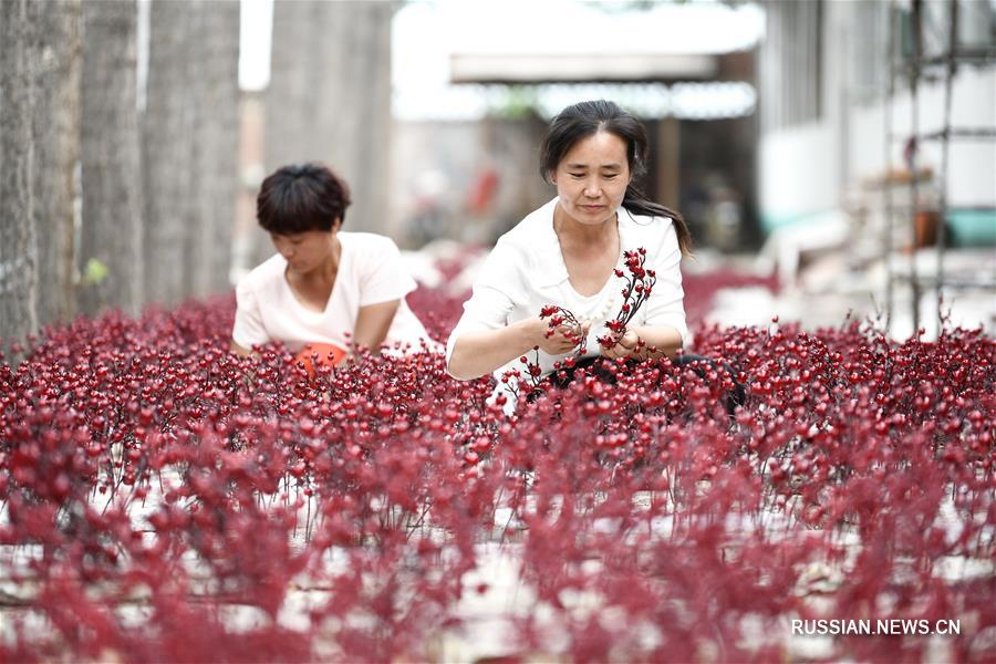 Сейчас в волости Пангэчжуан производится более 900 видов изделий из искусственных цветов 7 категорий, что позволяет почти 1 тыс работников увеличивать доходы.