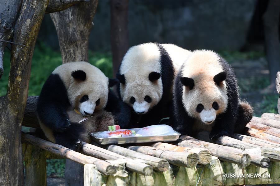 В павильонах орангутанов, альпак и больших панд Чунцинского зоопарка /Юго-Западный Китай/ сегодня были проведены специальные мероприятия по предотвращению перегрева обитающих здесь животных. 