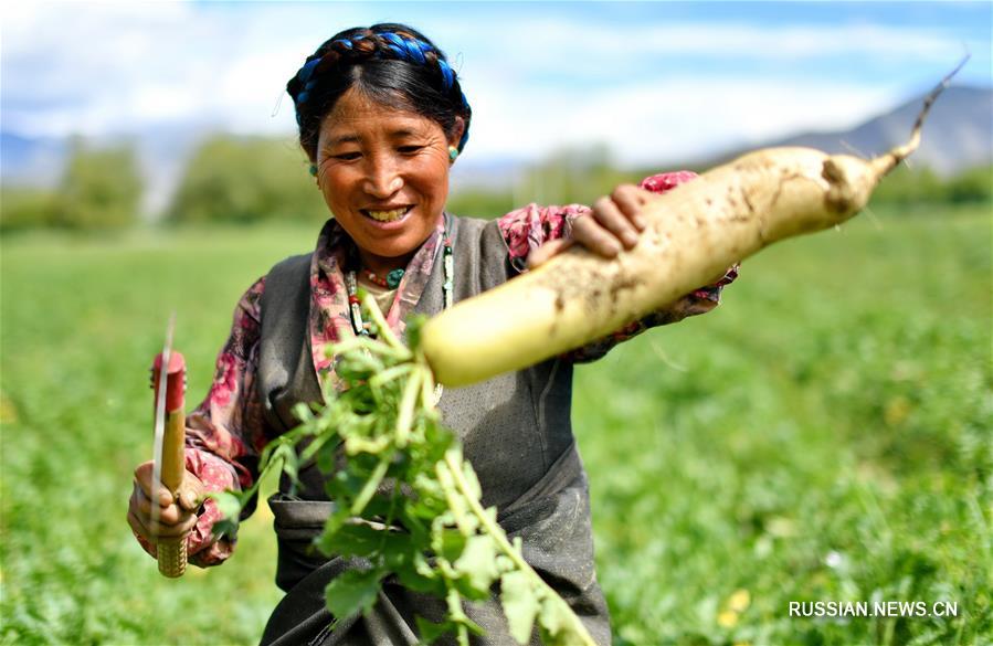 В "городке редьки" -- волости Беншунг района Самдрубце городского округа Шигадзе Тибетского автономного района /Юго-Западный Китай/ -- на днях на плантациях площадью около 50 га начался сбор свежего урожая редьки. 