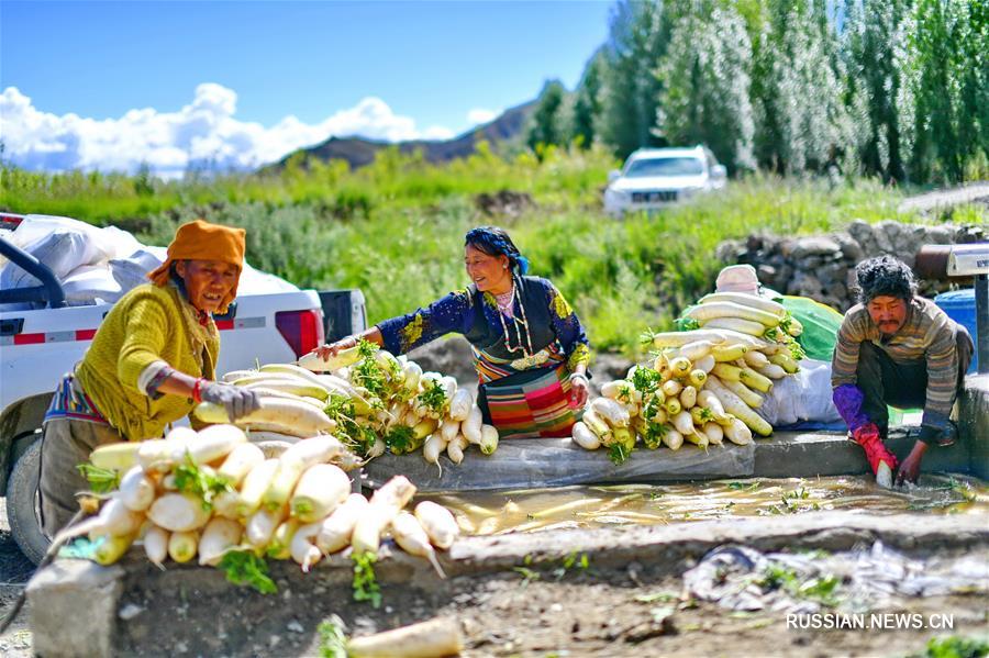 В "городке редьки" -- волости Беншунг района Самдрубце городского округа Шигадзе Тибетского автономного района /Юго-Западный Китай/ -- на днях на плантациях площадью около 50 га начался сбор свежего урожая редьки. 